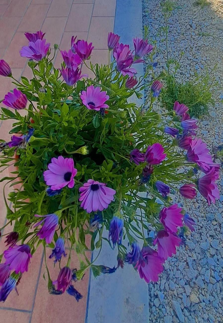Agriturismo Maremma Amara 萨杜勒尼亚 外观 照片