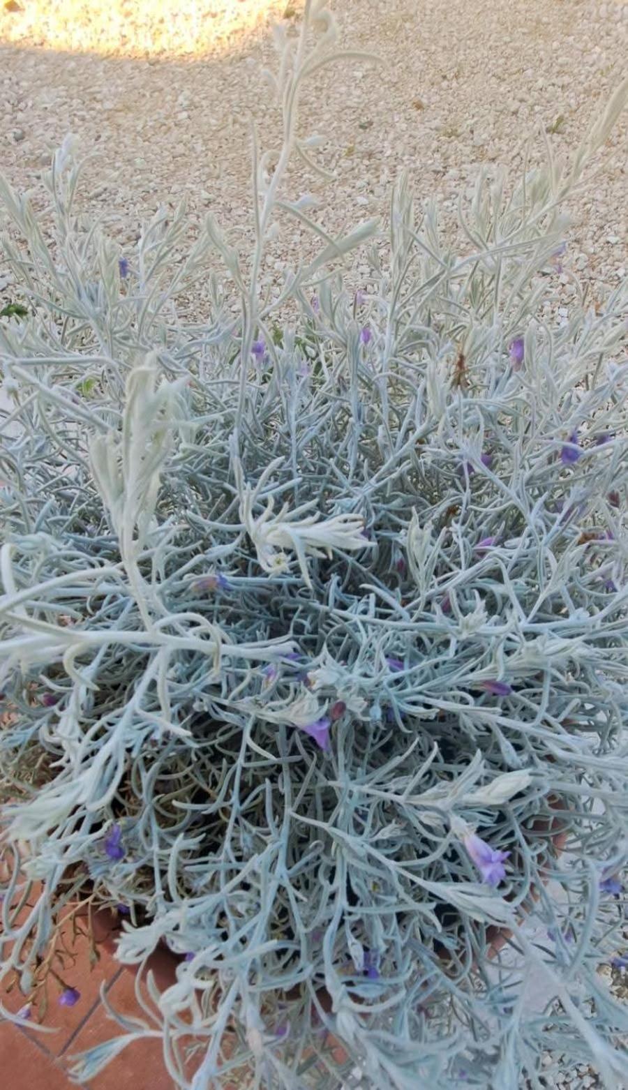 Agriturismo Maremma Amara 萨杜勒尼亚 外观 照片