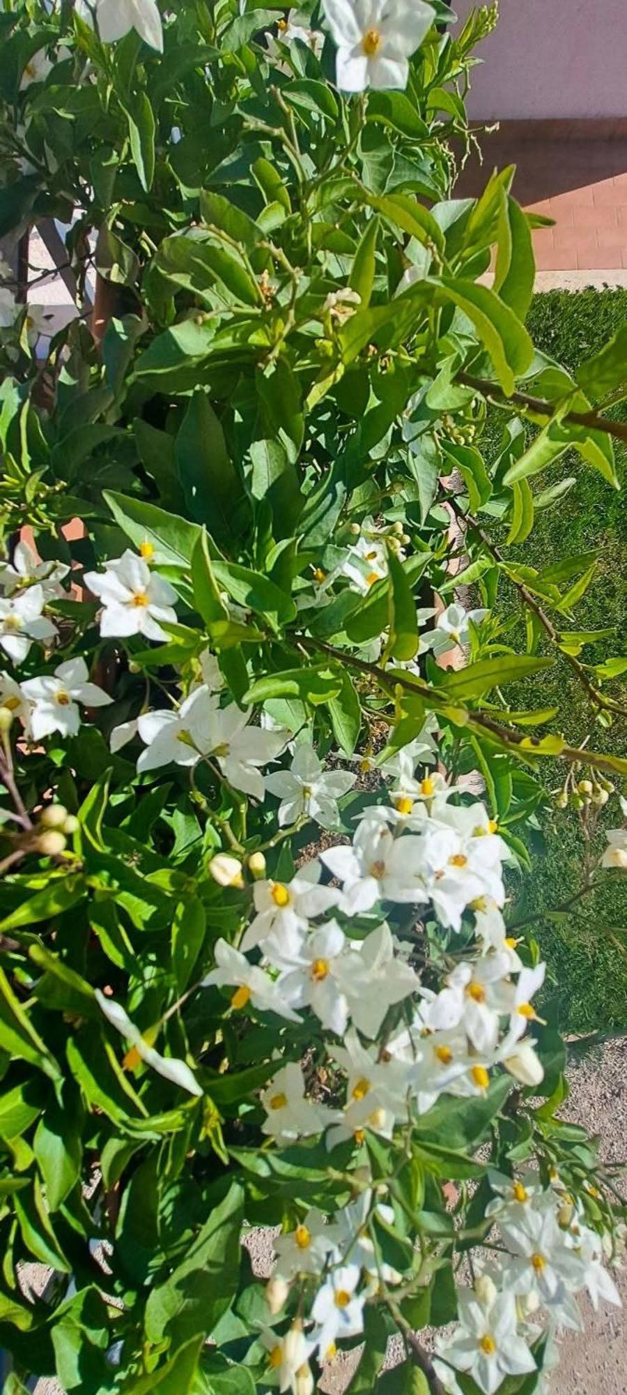 Agriturismo Maremma Amara 萨杜勒尼亚 外观 照片